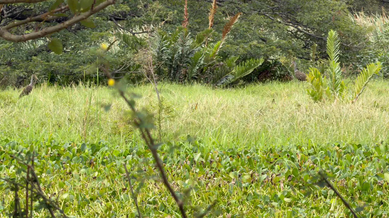 Experiencia de turismo rural en Altamira Laguna Lodge, Costa Rica